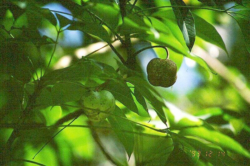 Hevea brasiliensis - seeds on Rubber Tree