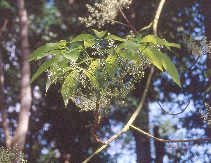 Hevea brasiliensis - blooms on Rubber Tree