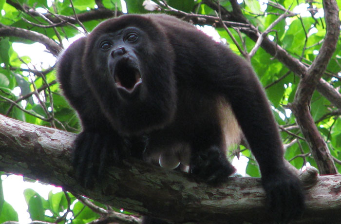 Howler Monkey