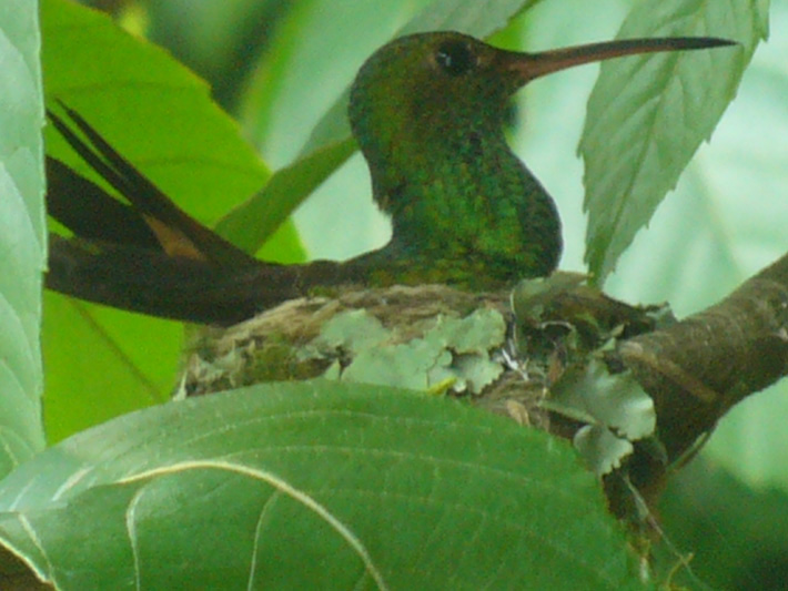 hummingbird