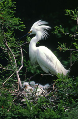 Snowy Egret, Egretta thula. Note the chicks in the nest.