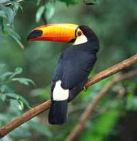 Toucan