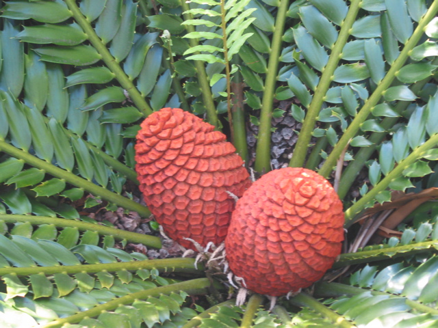 cycad palm