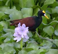 Jacana