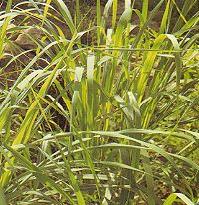 Lemon Grass