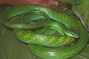 Parot Snake