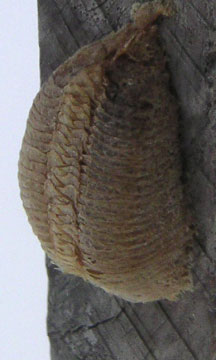 Mantis egg case