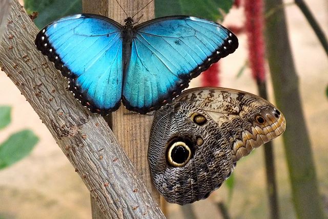 Blue Morpho