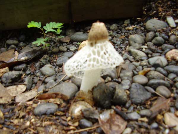 Maiden Veil fungi