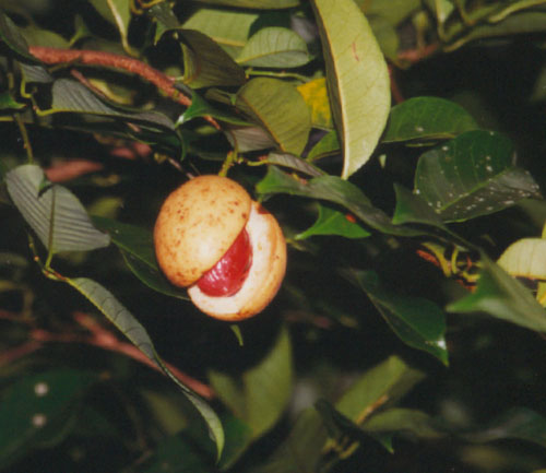 nutmeg tree photo