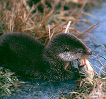 Otter