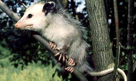 opossum