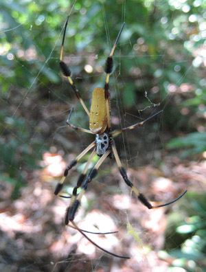 Golden Orb