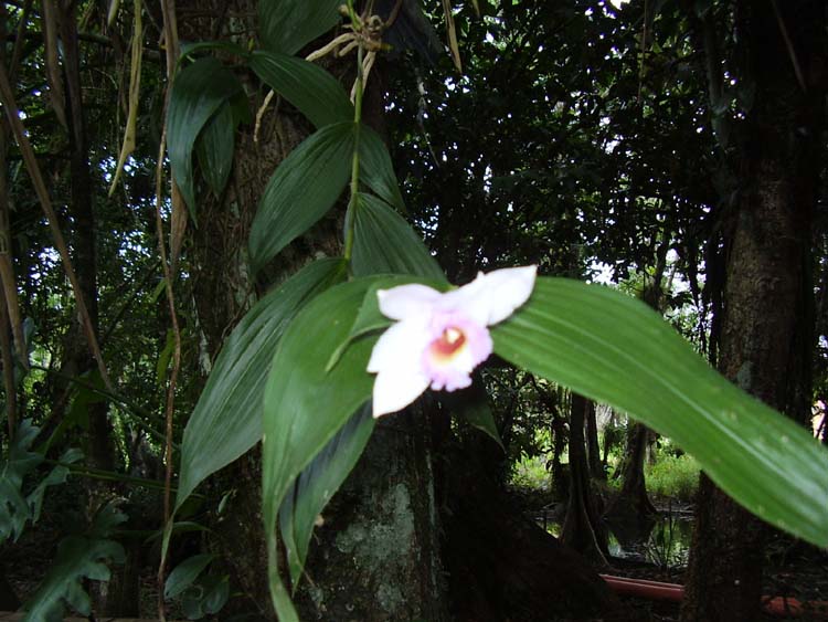 Monja Blanca Orchid