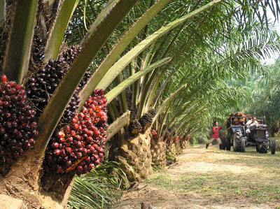 Oil palm tree photo