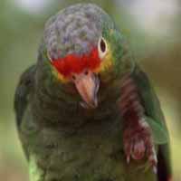 parrots,aracari,woodpeckers,oropendula,toucan,cormorant,egret,ibis,kiskadee,heron,magnificant frigate,jacana,roadside hawk,motmot .
