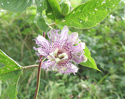 Passiflora, Maracuja - Passionflower - Passiflora, Maracuja - Passionflower - Passiflora