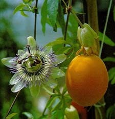 Passionfruit photo