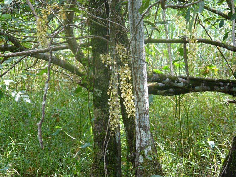 Epidendrum Stamfordianum