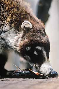 Coati