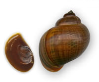 Pomacea flagellata erogata