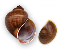 Pomacea flagellata erogata