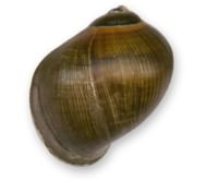 Pomacea flagellata flagellata