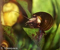 Pomacea flagellata flagellata