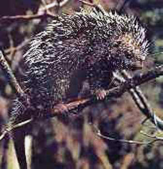 porcupine