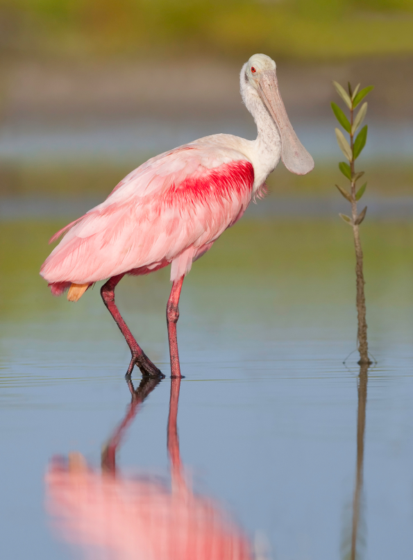 roseate-spoonbill