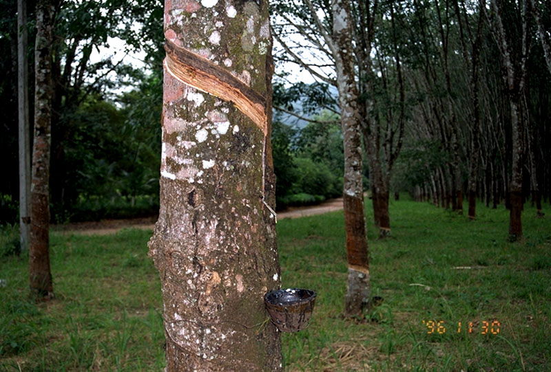 rubber tree