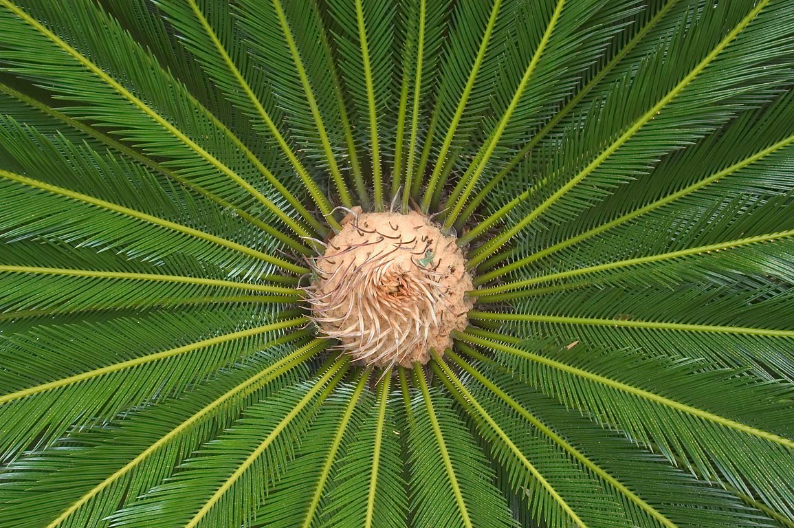 Sago palm, Cycad