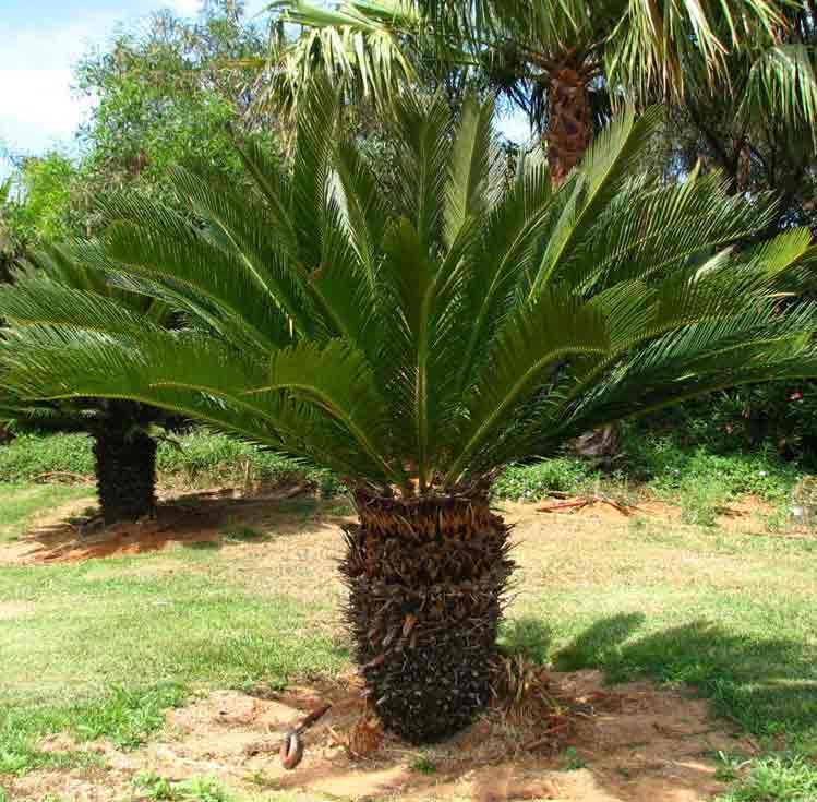  sago palm tree