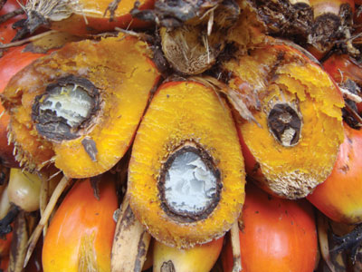 Oil Palm