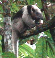 Tamandua