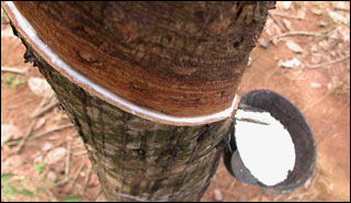 rubber tree