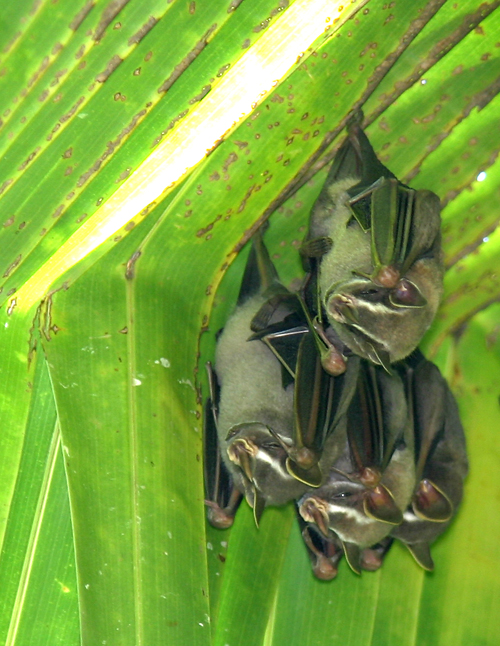 tent bats