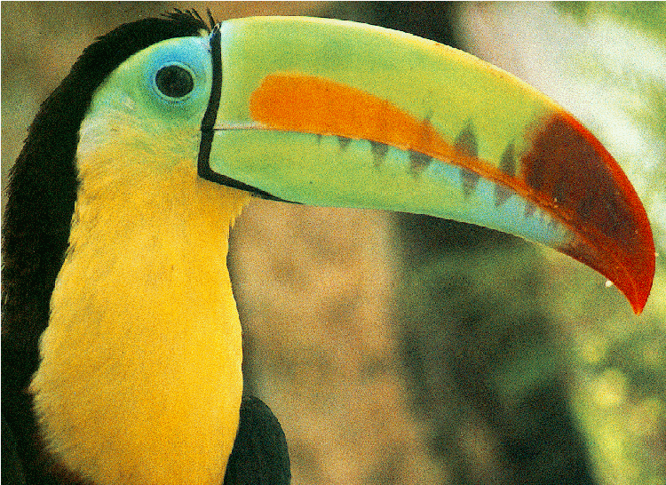 Toucan