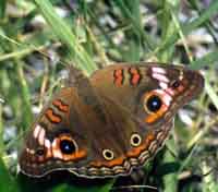 tropical buckeye butterfly