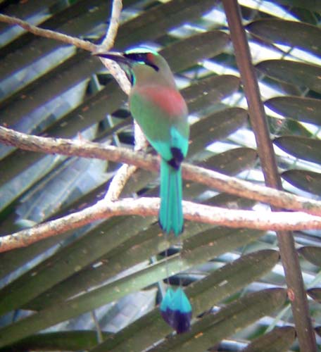 Tourquoise Browed Motmot