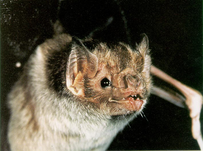 Vampire Bat