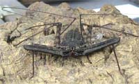 Tailless Whip Scorpion