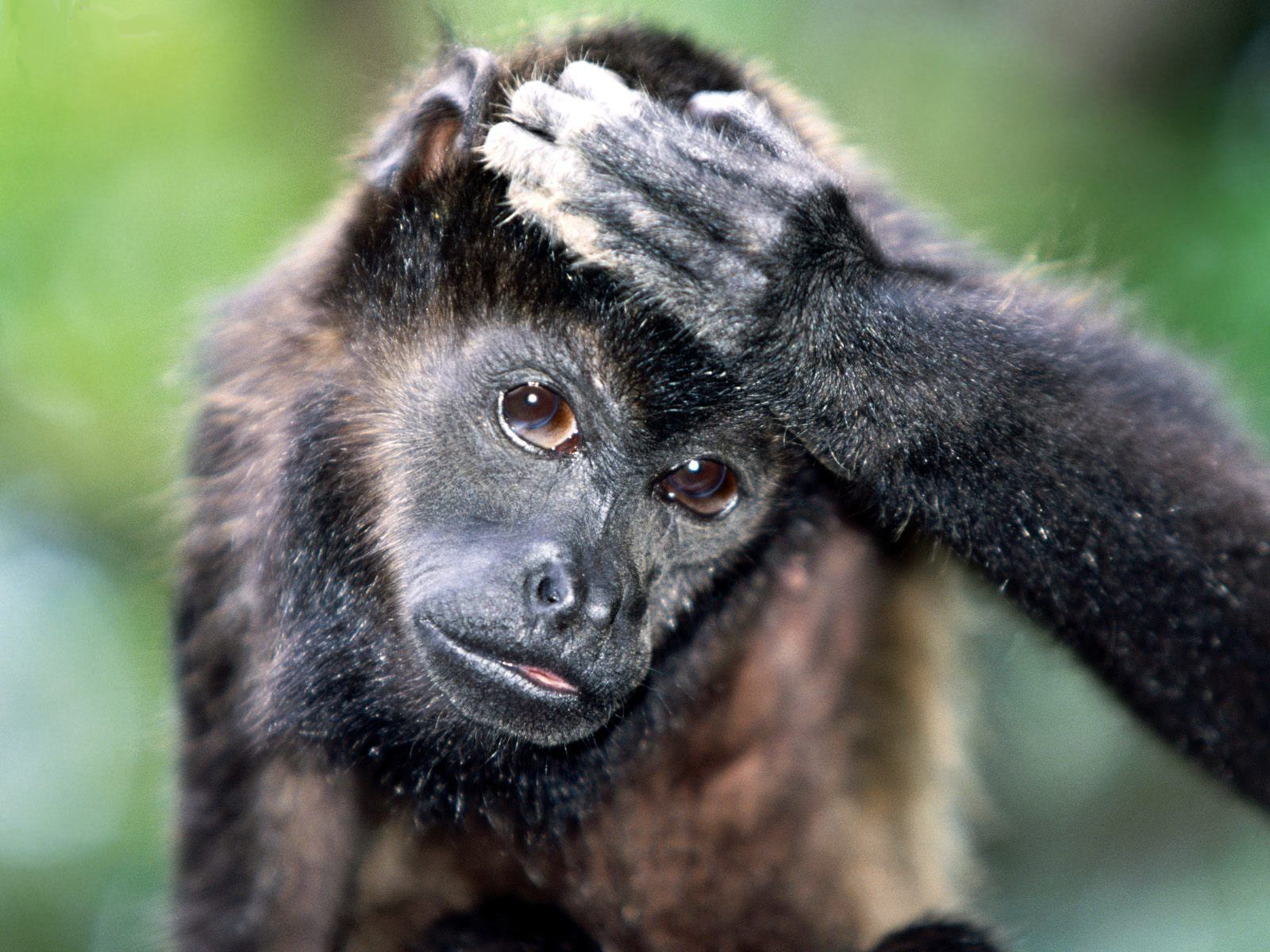 Mantled Howler Monkey