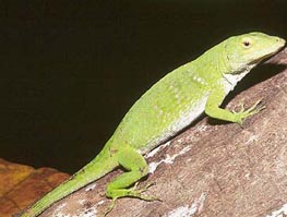 anole photo