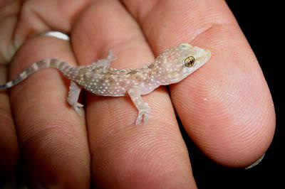 gecko photo