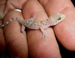 gecko