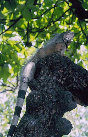 Common Iguana