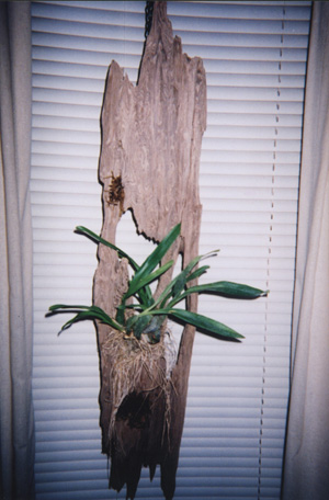 Picture 4