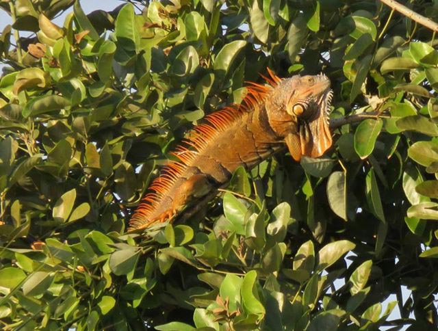 iguana