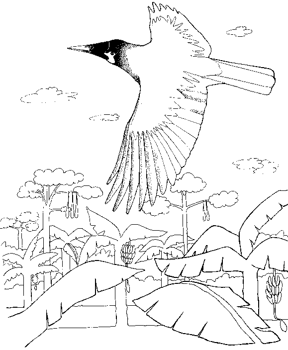 Montezuma Oropendola